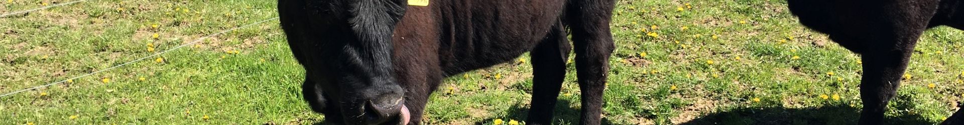 Jalovičky jsou po tuhé zimě ve výborné kondici
